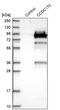 Coiled-Coil Domain Containing 170 antibody, PA5-55537, Invitrogen Antibodies, Western Blot image 