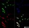 NK6 Homeobox 1 antibody, NBP1-49672, Novus Biologicals, Immunofluorescence image 