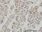 Forkhead Box R2 antibody, LS-C133836, Lifespan Biosciences, Immunohistochemistry frozen image 