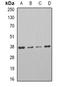 Galanin Receptor 1 antibody, orb85224, Biorbyt, Western Blot image 