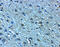 LanC Like 2 antibody, 8369, ProSci, Immunohistochemistry frozen image 