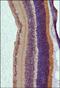 RP1 Axonemal Microtubule Associated antibody, PA5-72993, Invitrogen Antibodies, Immunohistochemistry paraffin image 