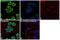 Heterogeneous Nuclear Ribonucleoprotein C (C1/C2) antibody, MA1-24631, Invitrogen Antibodies, Immunofluorescence image 
