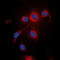 UBX Domain Protein 11 antibody, LS-C368540, Lifespan Biosciences, Immunofluorescence image 