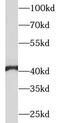 Pepsinogen 5, Group I (Pepsinogen A) antibody, FNab06308, FineTest, Western Blot image 