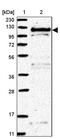 RAS P21 Protein Activator 2 antibody, PA5-57248, Invitrogen Antibodies, Western Blot image 