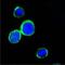 Regenerating Family Member 1 Alpha antibody, MA5-15524, Invitrogen Antibodies, Immunofluorescence image 