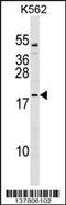 Transcription Factor 15 antibody, 59-745, ProSci, Western Blot image 