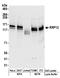Ribosomal RNA Processing 12 Homolog antibody, A304-583A, Bethyl Labs, Western Blot image 