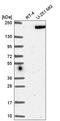 ERBIN antibody, HPA059863, Atlas Antibodies, Western Blot image 