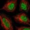 Zinc Finger Protein 326 antibody, HPA028450, Atlas Antibodies, Immunofluorescence image 