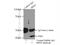 Bardet-Biedl Syndrome 5 antibody, 14569-1-AP, Proteintech Group, Immunoprecipitation image 