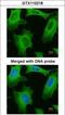 Phospholipase A2 Group IVA antibody, GTX110218, GeneTex, Immunofluorescence image 