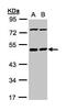 Protein Serine Kinase H1 antibody, GTX103525, GeneTex, Western Blot image 