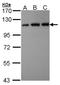 VDP p115 antibody, NBP2-20851, Novus Biologicals, Western Blot image 