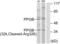 Lysosomal protective protein antibody, abx015599, Abbexa, Western Blot image 