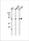 Hnf-4 antibody, TA324733, Origene, Western Blot image 