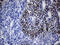 Ventral Anterior Homeobox 1 antibody, M09523-1, Boster Biological Technology, Immunohistochemistry paraffin image 