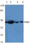 TGF beta antibody, AP06350PU-N, Origene, Western Blot image 