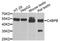 C4b-binding protein beta chain antibody, A6362, ABclonal Technology, Western Blot image 
