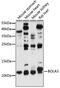 BolA Family Member 3 antibody, 16-362, ProSci, Western Blot image 