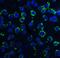 Dynein light chain 1, axonemal antibody, GTX85387, GeneTex, Immunofluorescence image 