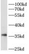CAMP Responsive Element Modulator antibody, FNab01970, FineTest, Western Blot image 