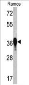 Elongation factor 1-delta antibody, AP17307PU-N, Origene, Western Blot image 