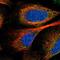 Zinc Finger Protein 408 antibody, NBP1-82280, Novus Biologicals, Immunofluorescence image 