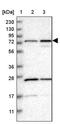 Peptidylprolyl Isomerase Domain And WD Repeat Containing 1 antibody, PA5-53978, Invitrogen Antibodies, Western Blot image 