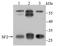 Serine And Arginine Rich Splicing Factor 1 antibody, A00497, Boster Biological Technology, Western Blot image 