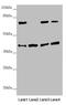 DSN1 Component Of MIS12 Kinetochore Complex antibody, LS-C675664, Lifespan Biosciences, Western Blot image 