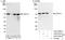 Decapping MRNA 1A antibody, A303-590A, Bethyl Labs, Immunoprecipitation image 