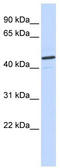 Cation Channel Sperm Associated 2 antibody, TA338749, Origene, Western Blot image 