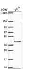 Abl interactor 2 antibody, PA5-66491, Invitrogen Antibodies, Western Blot image 