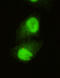 Lysine-specific demethylase 5C antibody, LS-B9465, Lifespan Biosciences, Immunofluorescence image 
