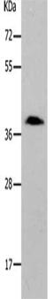 PARD6A antibody, CSB-PA280481, Cusabio, Western Blot image 