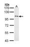 Discoidin Domain Receptor Tyrosine Kinase 1 antibody, PA5-29316, Invitrogen Antibodies, Western Blot image 