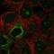 Nucleolar Protein 9 antibody, HPA036347, Atlas Antibodies, Immunocytochemistry image 
