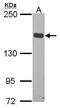 Protein flightless-1 homolog antibody, PA5-30032, Invitrogen Antibodies, Western Blot image 