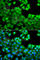 NLR Family CARD Domain Containing 4 antibody, A7382, ABclonal Technology, Immunofluorescence image 
