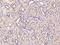 Zona pellucida sperm-binding protein 2 antibody, 204367-T08, Sino Biological, Immunohistochemistry paraffin image 