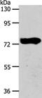 Cytosolic carboxypeptidase 3 antibody, PA5-50311, Invitrogen Antibodies, Western Blot image 