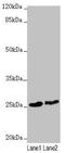 RING finger protein 114 antibody, LS-C676398, Lifespan Biosciences, Western Blot image 