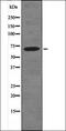 Potassium Voltage-Gated Channel Subfamily C Member 4 antibody, orb335741, Biorbyt, Western Blot image 