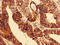 ELAV-like protein 2 antibody, orb239179, Biorbyt, Immunohistochemistry paraffin image 