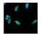 Ubiquitin C-Terminal Hydrolase L1 antibody, PB9840, Boster Biological Technology, Immunofluorescence image 