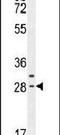 Claudin 22 antibody, PA5-23738, Invitrogen Antibodies, Western Blot image 