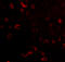 TP53 Induced Glycolysis Regulatory Phosphatase antibody, 4051, ProSci, Immunofluorescence image 