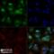 Early Growth Response 2 antibody, NB100-92327, Novus Biologicals, Immunocytochemistry image 